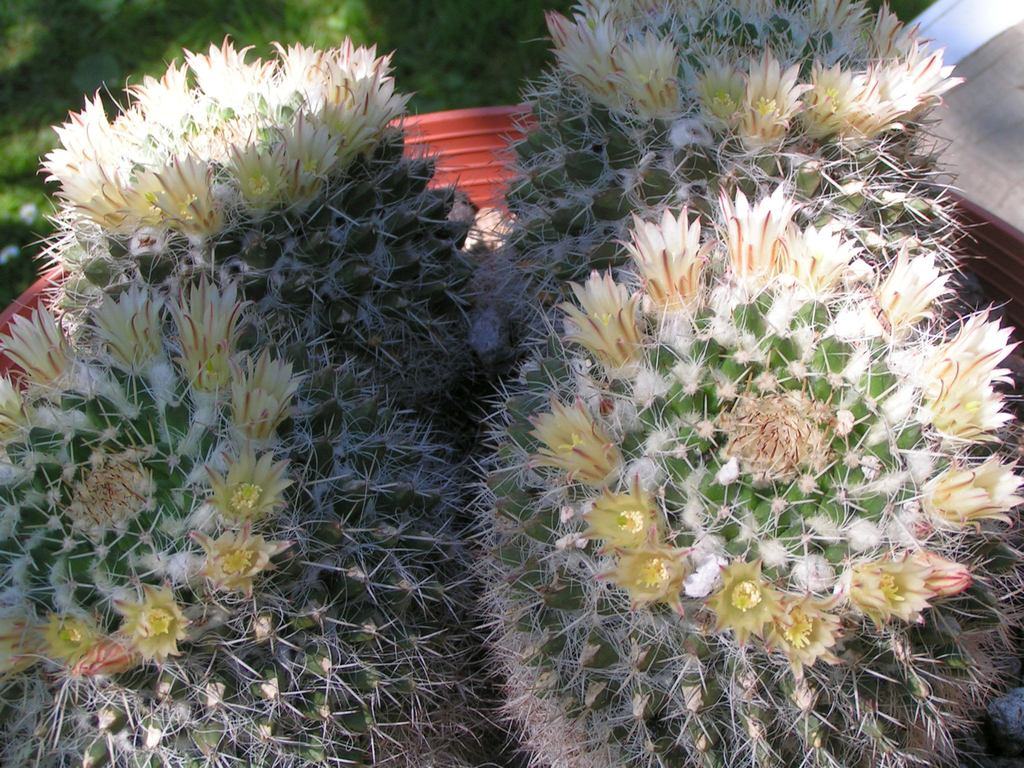 Mammillaria nejapensis